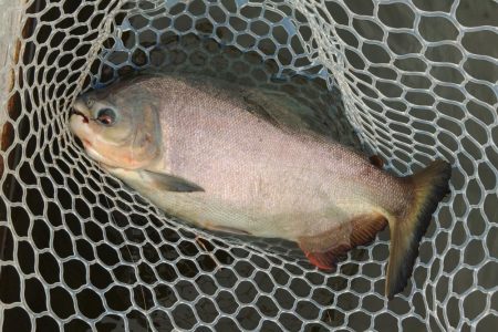 アマゾンの怪魚にチャレンジ！